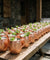Il kit Moscow Mule analcolico